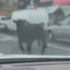 сбежавшая корова на дороге