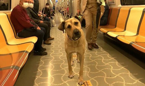 бездомный пёс ездит по городу