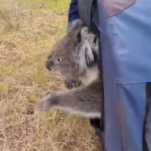 коала обрадовалась свободе