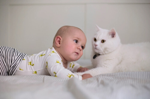 аллергия на кошек у ребёнка
