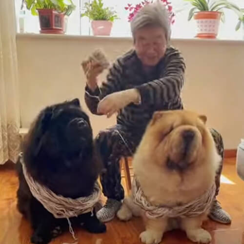 собаки помогают бабушке вязать