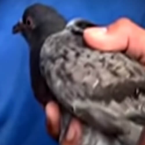 дрон с ножом спас голубя