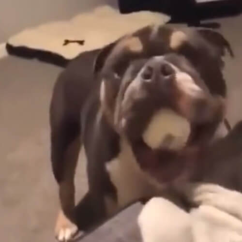 dog spits balls