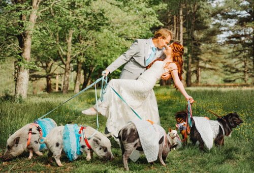 животных пригласили на свадьбу