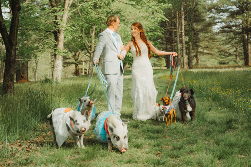 животных пригласили на свадьбу