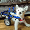 собака в инвалидной коляске