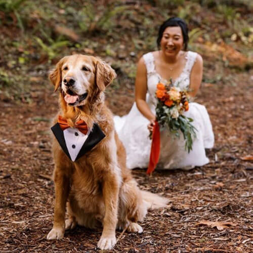 свадебная фотосессия с псом