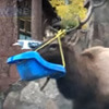 moose with baby swing