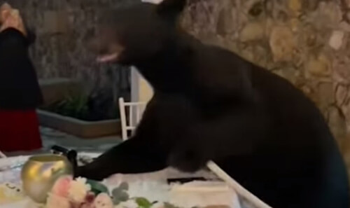 запоминающаяся свадьба с медведем