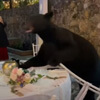 запоминающаяся свадьба с медведем