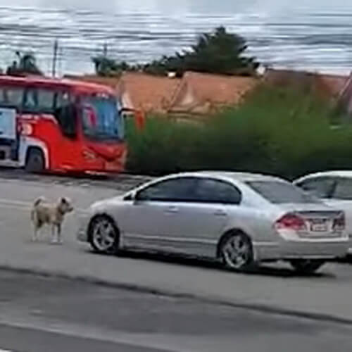 собака останавливает транспорт