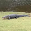 аллигатор украл мячик для гольфа