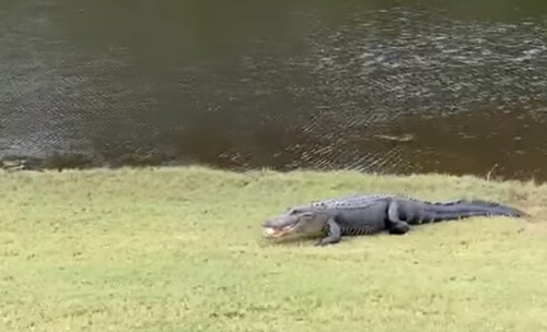 аллигатор украл мячик для гольфа