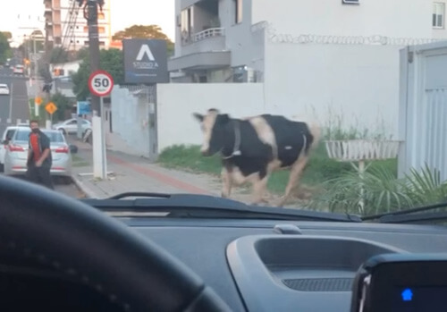 странная авария с участием коровы