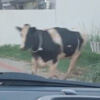 странная авария с участием коровы