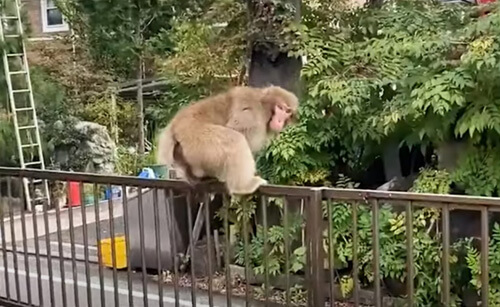 полицейские гоняются за обезьяной