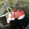 спасение собаки из колодца
