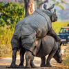 нескромные носороги на дороге