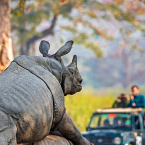нескромные носороги на дороге