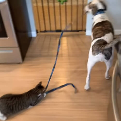 собака играет с кошкой