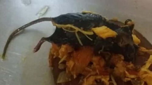 мёртвая мышь в томатном соусе