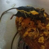 мёртвая мышь в томатном соусе