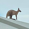 кенгуру залез на крышу дома