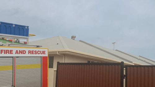 кенгуру залез на крышу дома