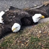 fighting bald eagles