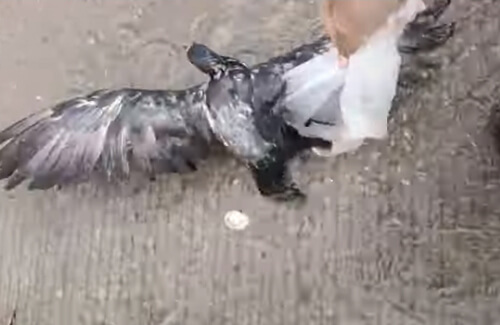 птица с пластиковым пакетом
