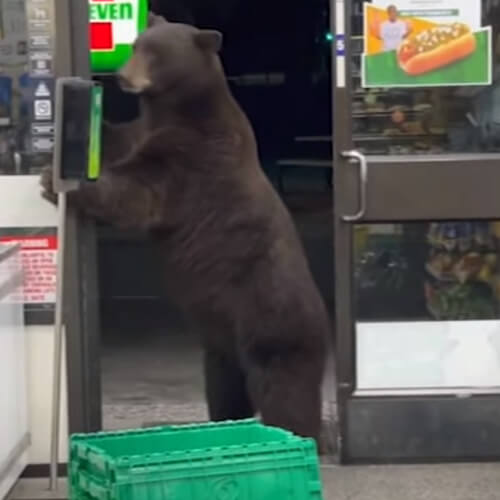 медведь вторгся в магазин