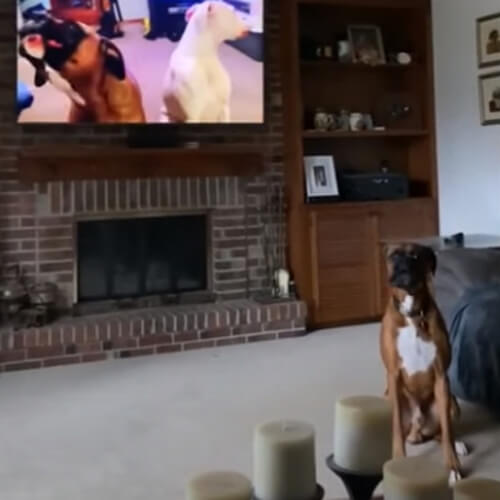 видеоролик с воющими собаками