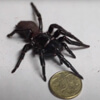 крупный ядовитый паук