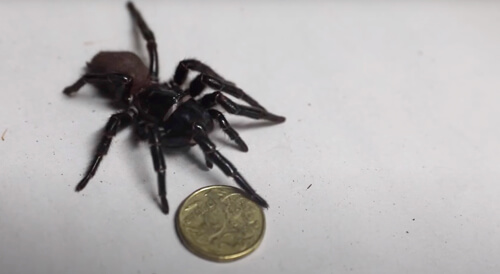 крупный ядовитый паук
