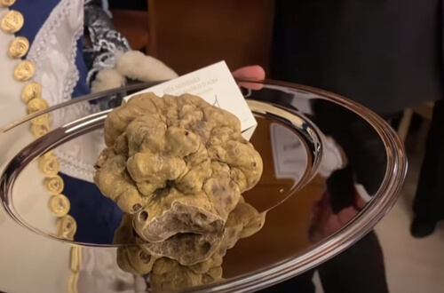 expensive white truffle