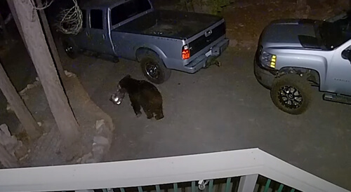 медведь украл рюкзак с закусками