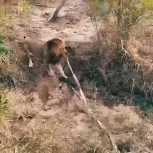 лев играет с буксировочным тросом