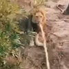 лев играет с буксировочным тросом