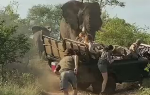 на туристов напал слон
