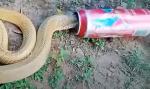 змея застряла в банке из-под пива