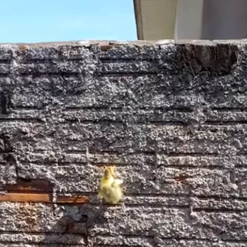 утка научилась лазать по стене