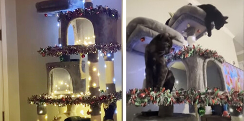 кошачий рождественский домик