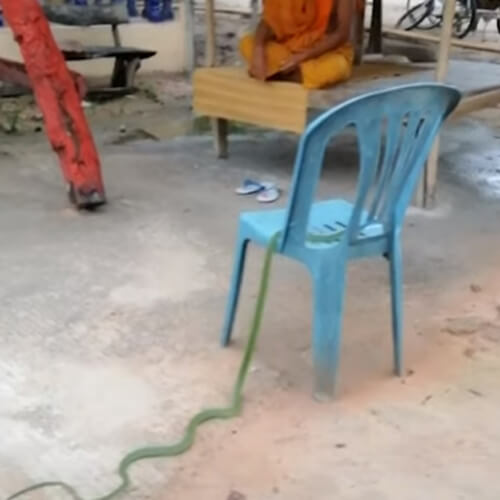 змея подобралась к монаху