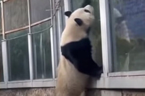 побег панды из зоопарка