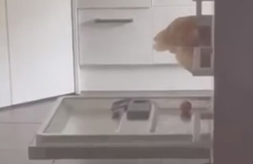 курица в посудомоечной машине
