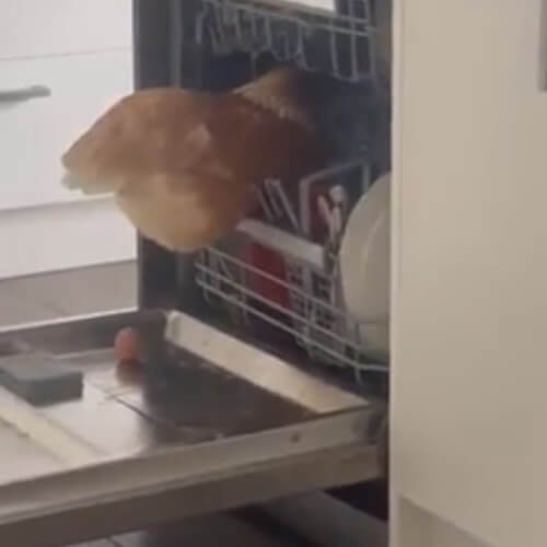 курица в посудомоечной машине