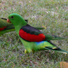 попугаи едят перебродившие манго