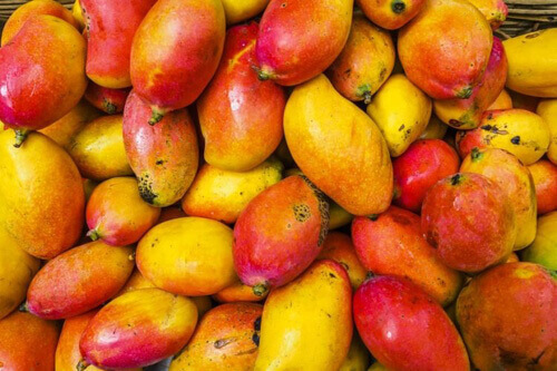 попугаи едят перебродившие манго