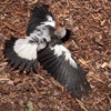 magpies sprawled on the ground