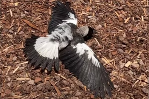 magpies sprawled on the ground